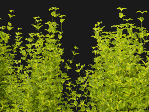 Collection Plant Vol 369 - Blender Model Modello 3D