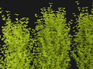 Collection Plant Vol 369 - Blender Model Modello 3D