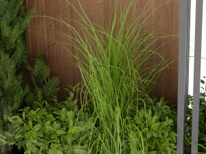 Collection Plant Vol 371 - Blender Model 3D Model