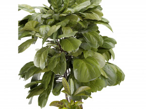 Collection Plant Vol 373 - Blender Model Modelo 3D