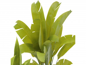 Collection Plant Vol 373 - Blender Model Modelo 3D