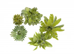 Collection Plant Vol 373 - Mod&egrave;le Blender Modèle 3D