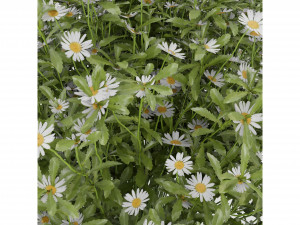 Collection Plant Vol 377 - Blender Model 3D 모델