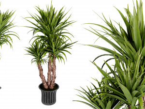 Collection Plant Vol 388 - Blender Model 3D Model
