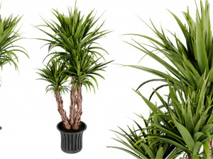 Collection Plant Vol 388 &ndash; Blender-Modell 3D Modell