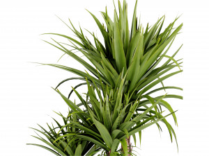 Collection Plant Vol 388 - Blender Model Modelo 3D