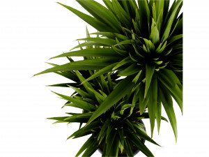 Collection Plant Vol 388 - Blender Model Modelo 3D