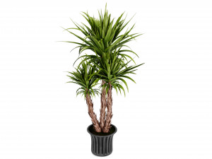 Collection Plant Vol 388 - Blender Model Modelo 3D