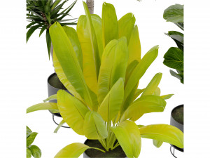 Collection Plant Vol 389 - Blender Model Model 3D