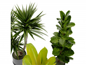 Collection Plant Vol 389 - Blender Model Model 3D