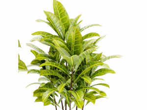 Collection Plant Vol 393 - Blender Model Modèle 3D