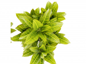 Collection Plant Vol 393 - Blender Model Modèle 3D