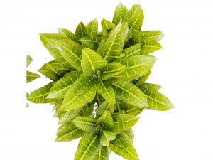 Collection Plant Vol 393 - Blender Model 3D Model