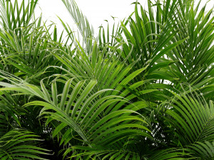 Collection Plant Vol 410 - Blender Model 3D 模型