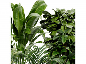 Collection Plant Vol 413 - Blender Model Model 3D