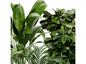 Collection Plant Vol 413 - Blender Model 3D Model