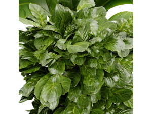 Collection Plant Vol 413 - Blender Model Model 3D