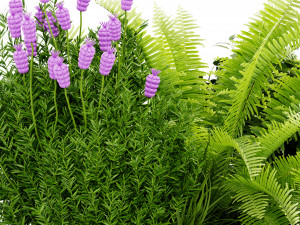 Collection Plant Vol 416 - Blender Model 3D 模型
