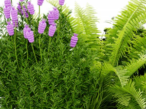 Collection Plant Vol 416 - Blender Model 3D Model