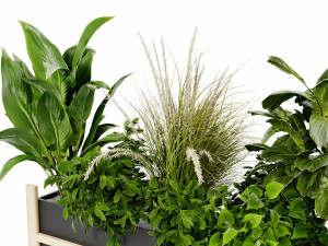 Collection Plant Vol 420 - Blender Model Modelo 3D