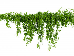 Collection Plant Vol 435 - Blender Model 3D Model