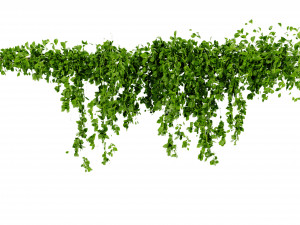 Collection Plant Vol 435 - Blender Model 3D Model