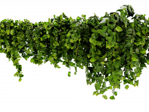 Collection Plant Vol 437 - Blender Model 3D Model