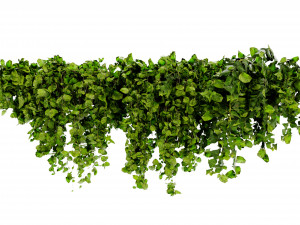 Collection Plant Vol 437 - Blender Model 3D Model