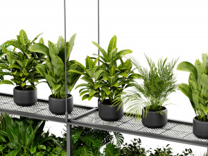 Collection Plant Vol 439 - Blender Model 3D Model