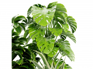Collection Plant Vol 441 - Blender Model 3D 모델