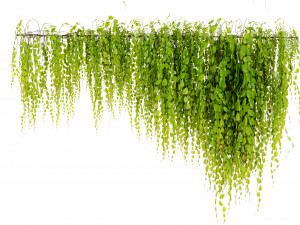 Collection Plant Vol 443 - Blender Model 3D Model