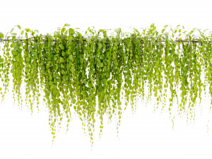 Collection Plant Vol 443 - Blender Model 3D Model
