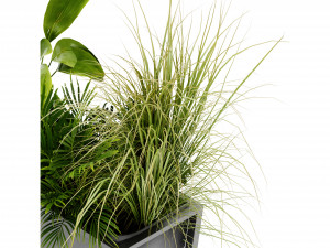Collection Plant Vol 444 - Blender Model 3D 模型