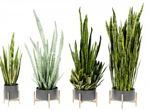 Collection Plant Vol 447 - Blender Model 3D Model