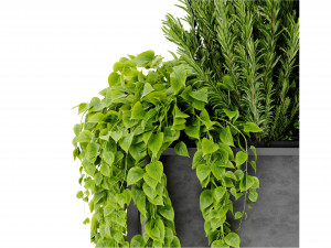 Collection Plant Vol 448 - Blender Model Model 3D