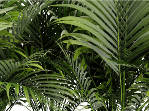 Collection Plant Vol 449 - Blender Model 3D Model