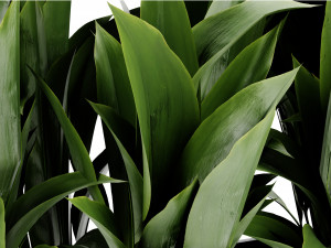 Collection Plant Vol 449 - Blender Model 3D Model