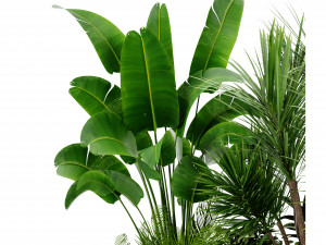 Collection Plant Vol 450 - Blender Model Modèle 3D