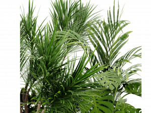 Collection Plant Vol 450 - Blender Model Modèle 3D