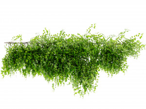 Collection Plant Vol 451 - Blender Model Modelo 3D