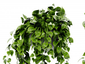 Collection Plant Vol 454 - Blender Model 3D 모델