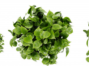 Collection Plant Vol 454 - Blender Model 3D 모델