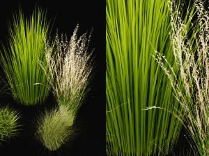 Collection Plant Vol 455 - Blender Model 3D Модель