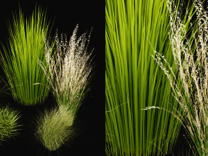 Kolekcja Plant Vol 455 - Model blendera Model 3D