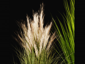 Collection Plant Vol 455 - Blender Model 3D-Modell