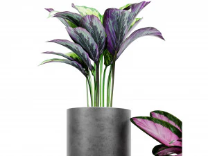 Collection Plant Vol 459 - Blender Model 3D Model