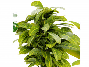 Collection Plant Vol 460 - Blender Model 3D Model