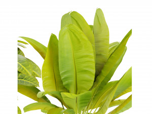 Collection Plant Vol 460 - Blender Model 3D Model