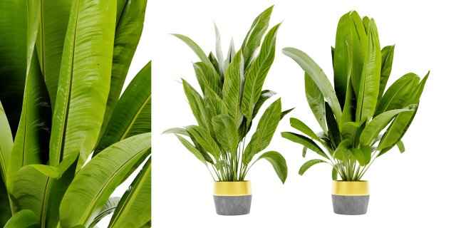 Collection Plant Vol 465 - Blender Model Modèle 3D .c4d .max .obj .3ds .fbx .stl .blend 
