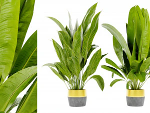 Коллекция Plant Vol 465 - Модель блендера 3D Модель